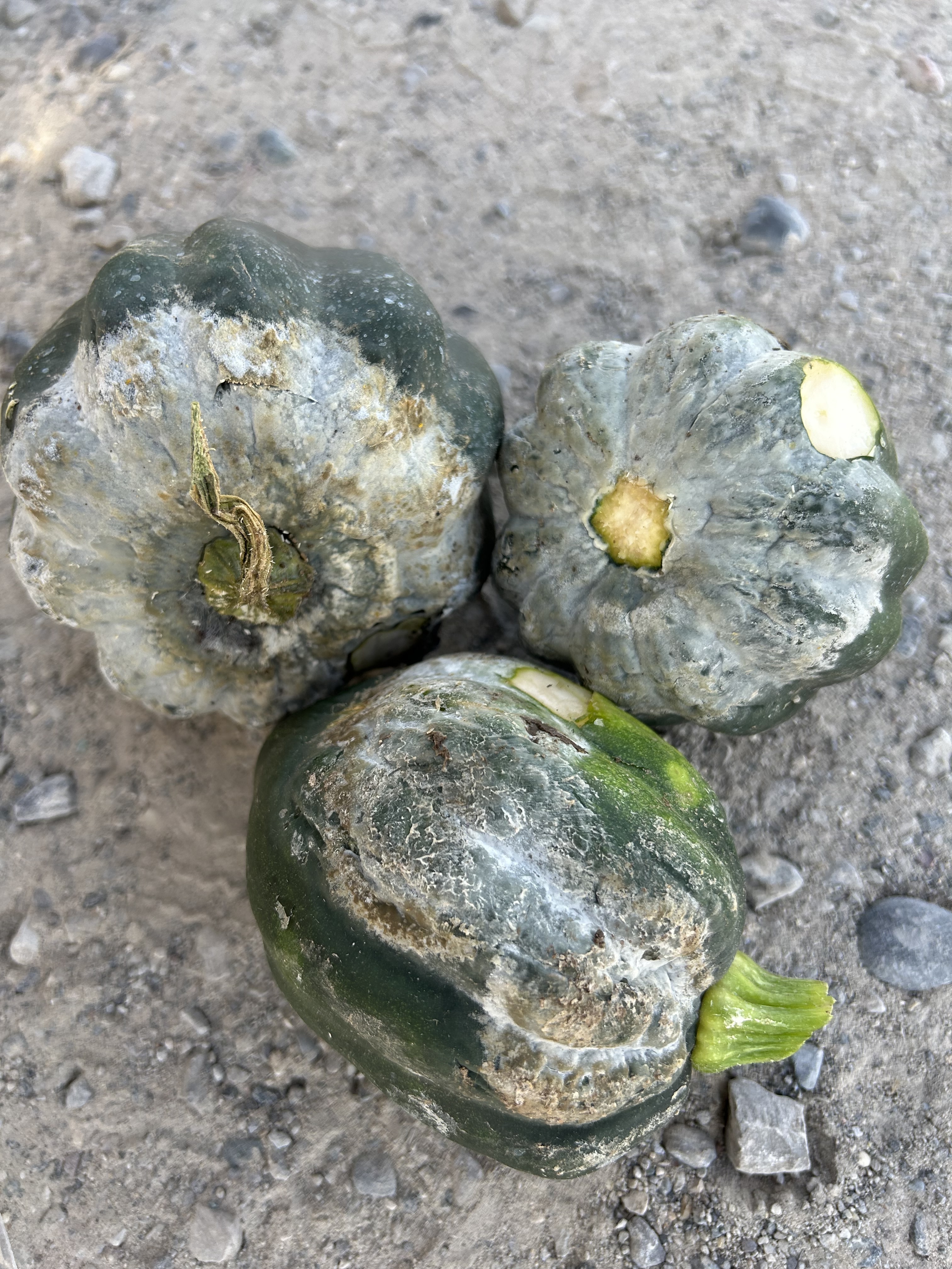 Acorn squash infected with phytophthora. The tops of squash look gray and moldy.